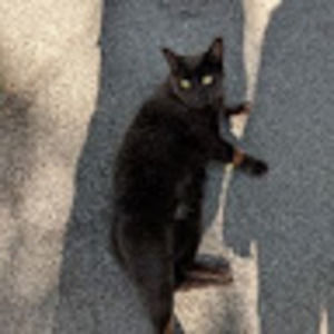 Meet your Posher, Grace